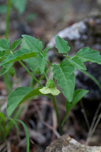 Physalis longifolia #2